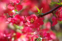 ひっそりと咲いていた木瓜の花