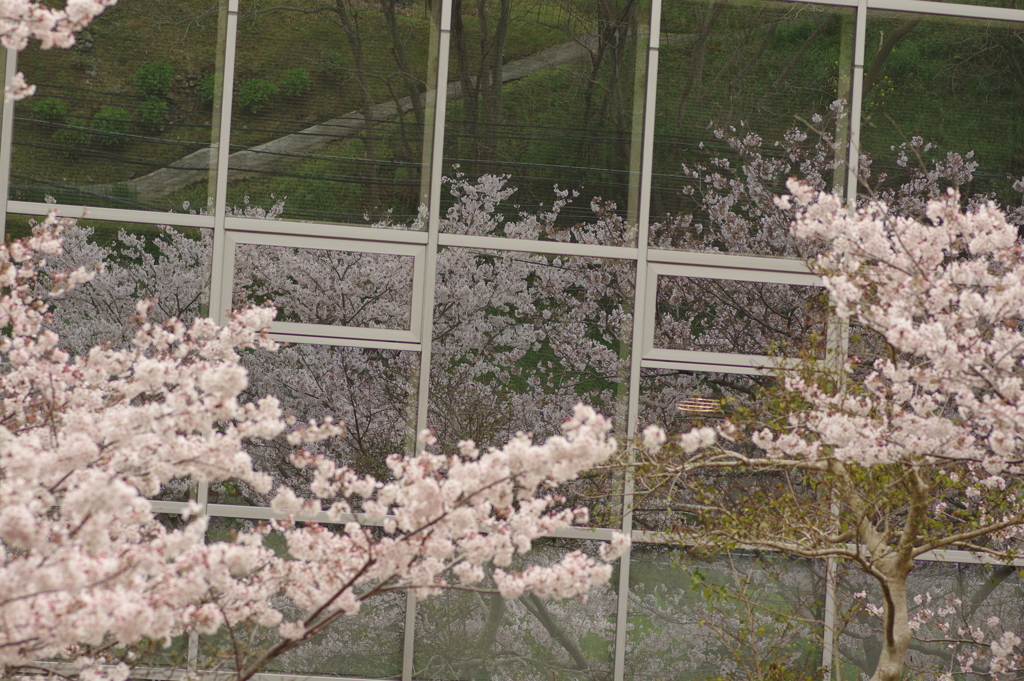 雨上がりお花見2021