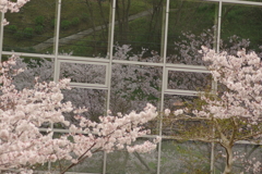 雨上がりお花見2021