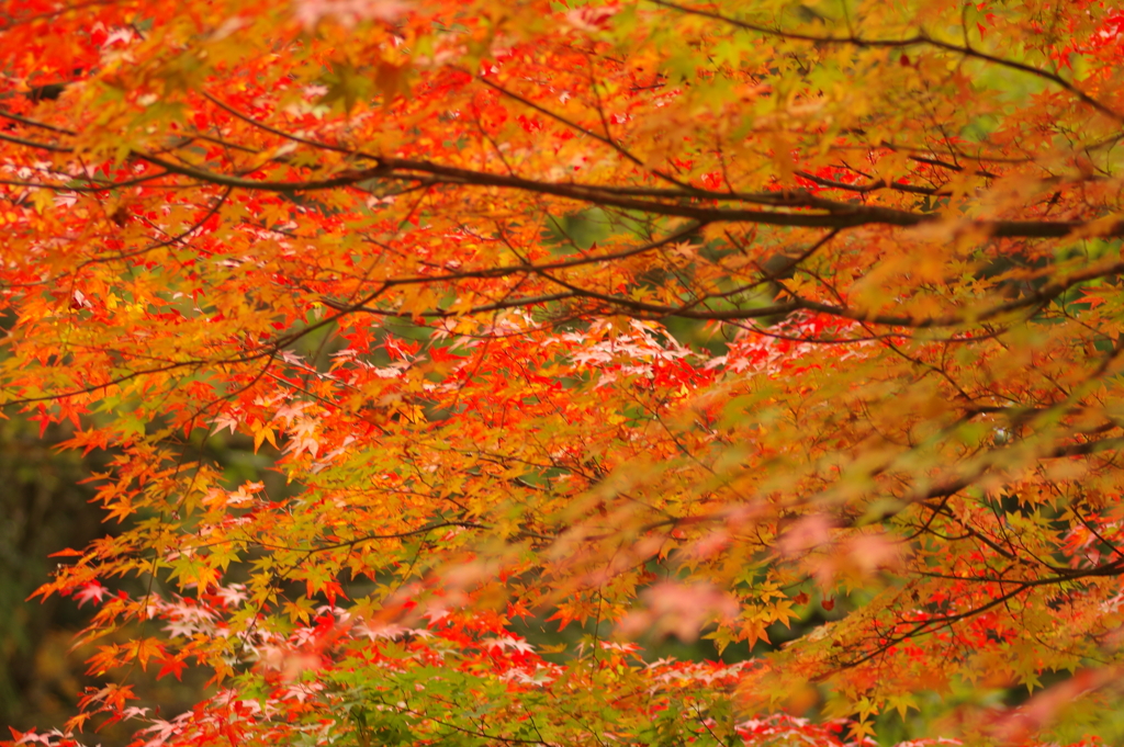 紅葉狩り２０２１