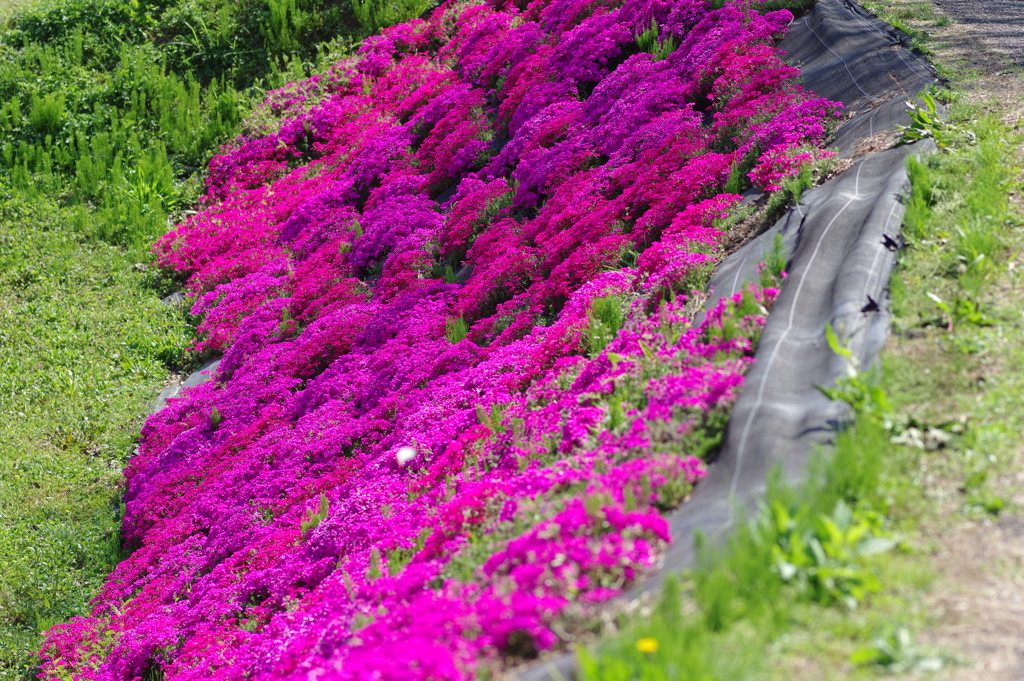 大道理の芝桜