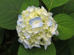 果子乃季 あじさい園 別感性から