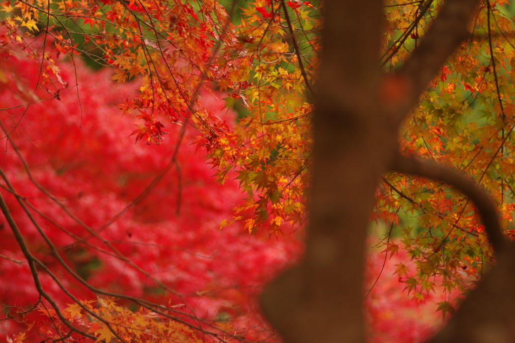 紅葉狩り２０２１