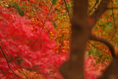 紅葉狩り２０２１