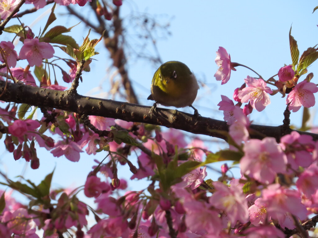 河津桜とメジロ