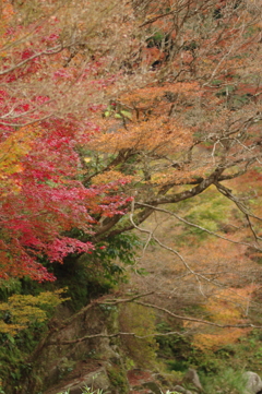 親子で紅葉狩り