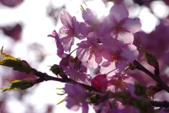 河津桜2021