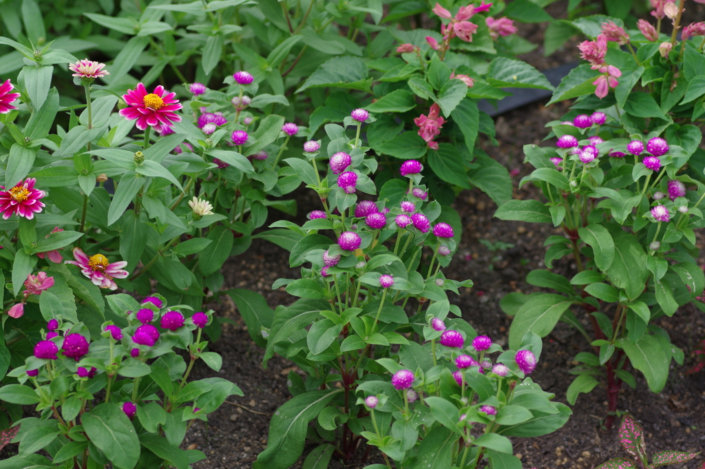 やまぐちフラワーランド