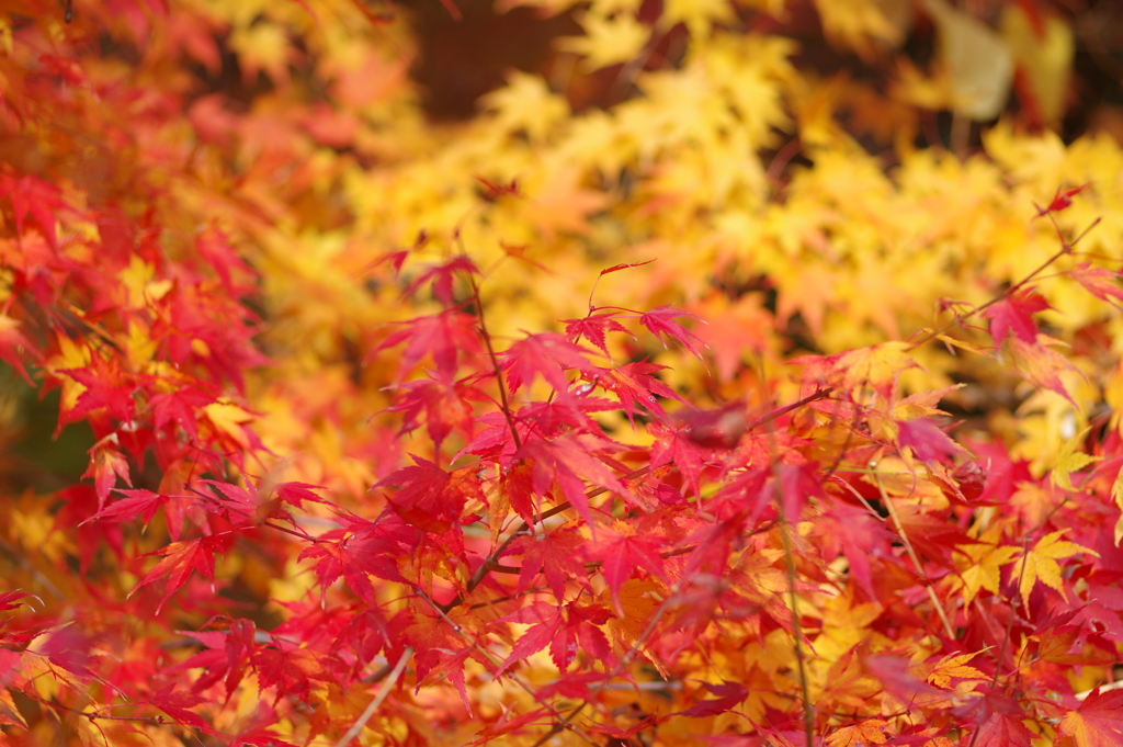 伊藤公記念公園の紅葉