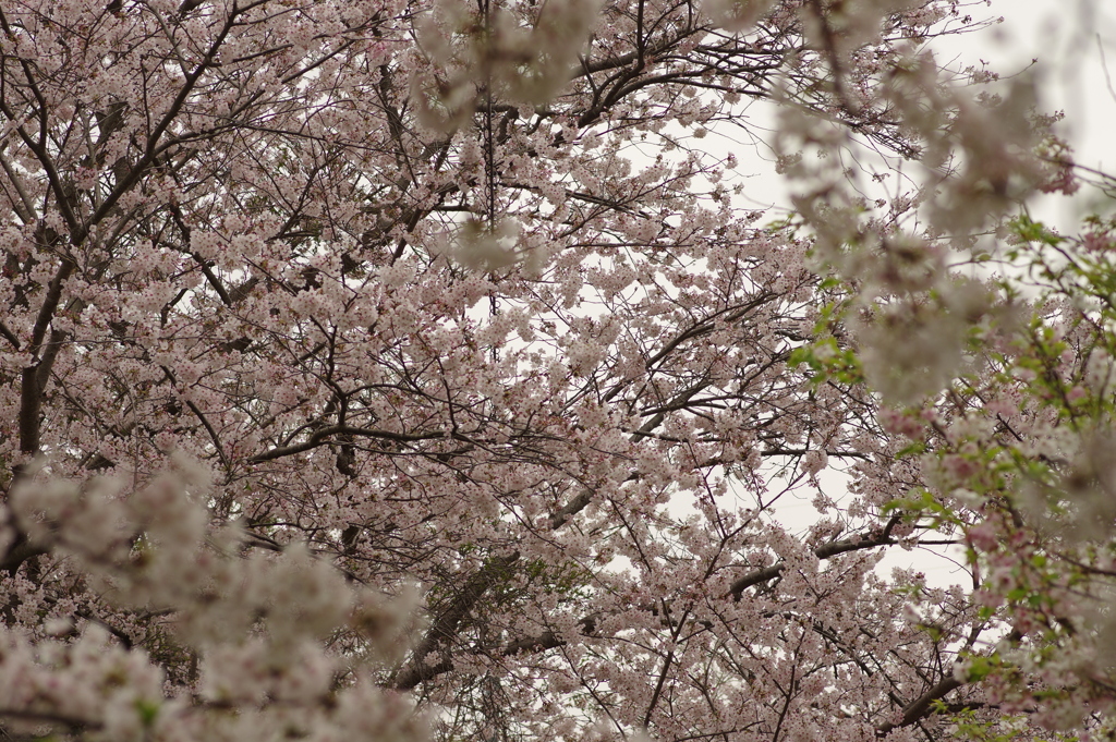 雨上がりお花見2021