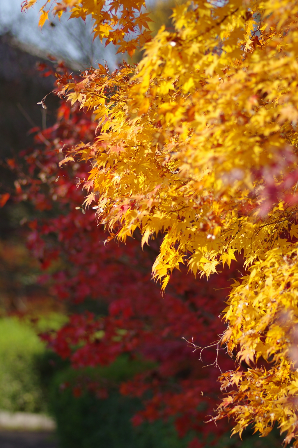 伊藤公記念公園の紅葉