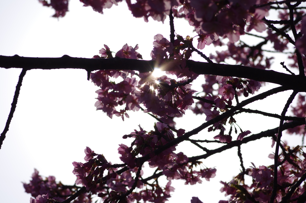 河津桜2021