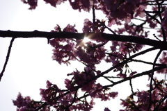 河津桜2021