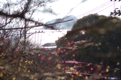 冠梅園