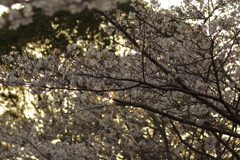 夕暮れ花見