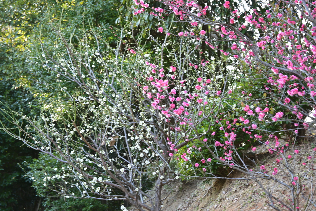 冠梅園