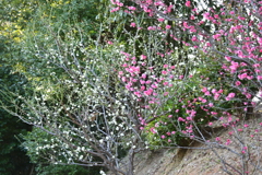 冠梅園