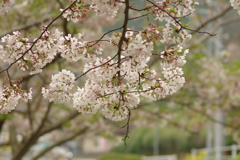 雨上がりお花見2021