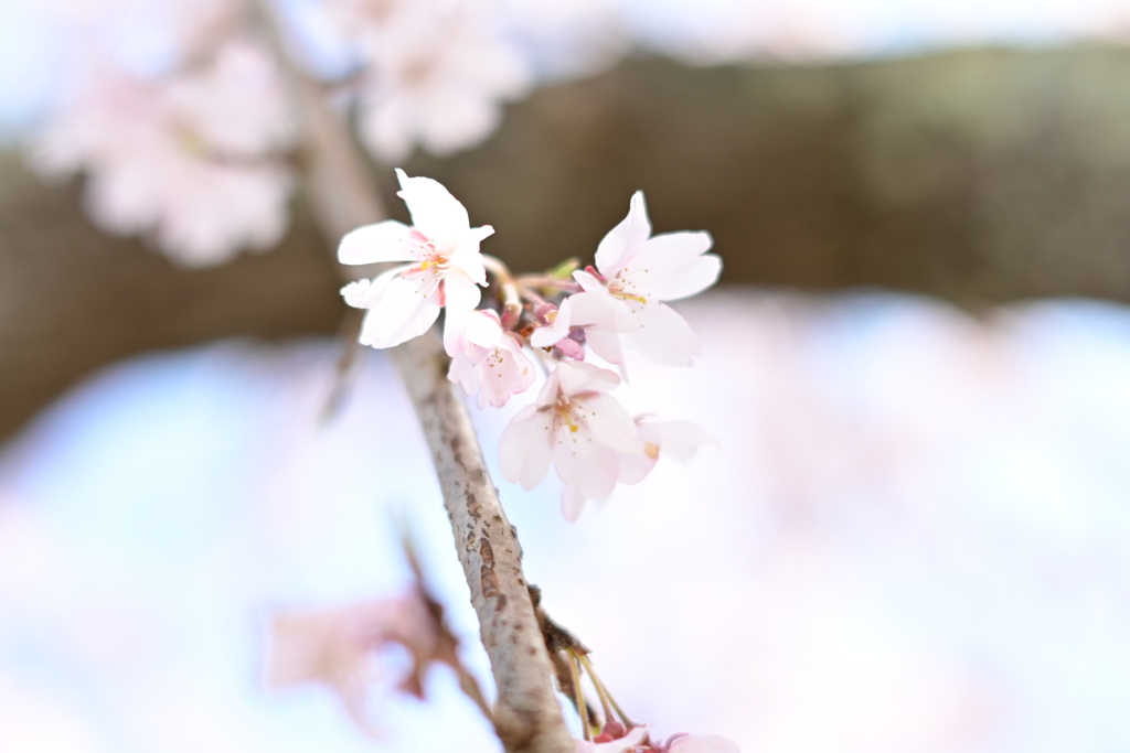 親子で花見散歩