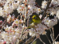 桜とメジロ