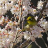 桜とメジロ