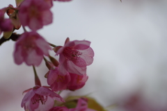 家族で河津桜