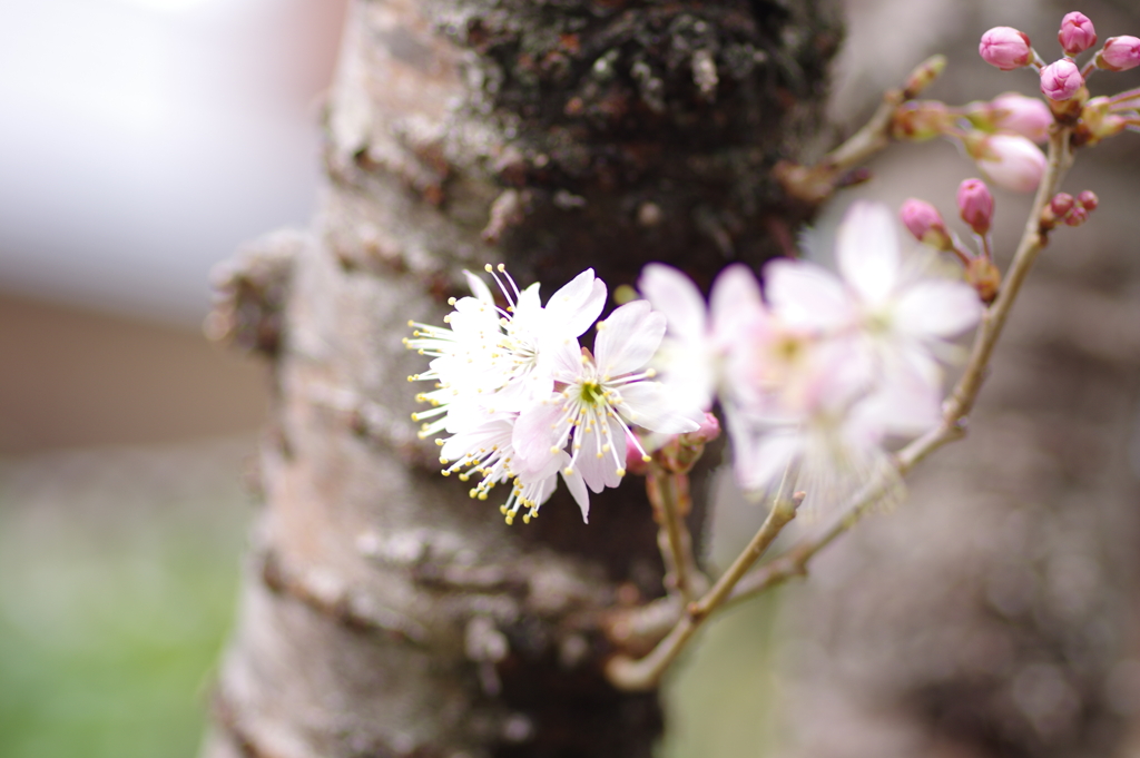 庭の桜