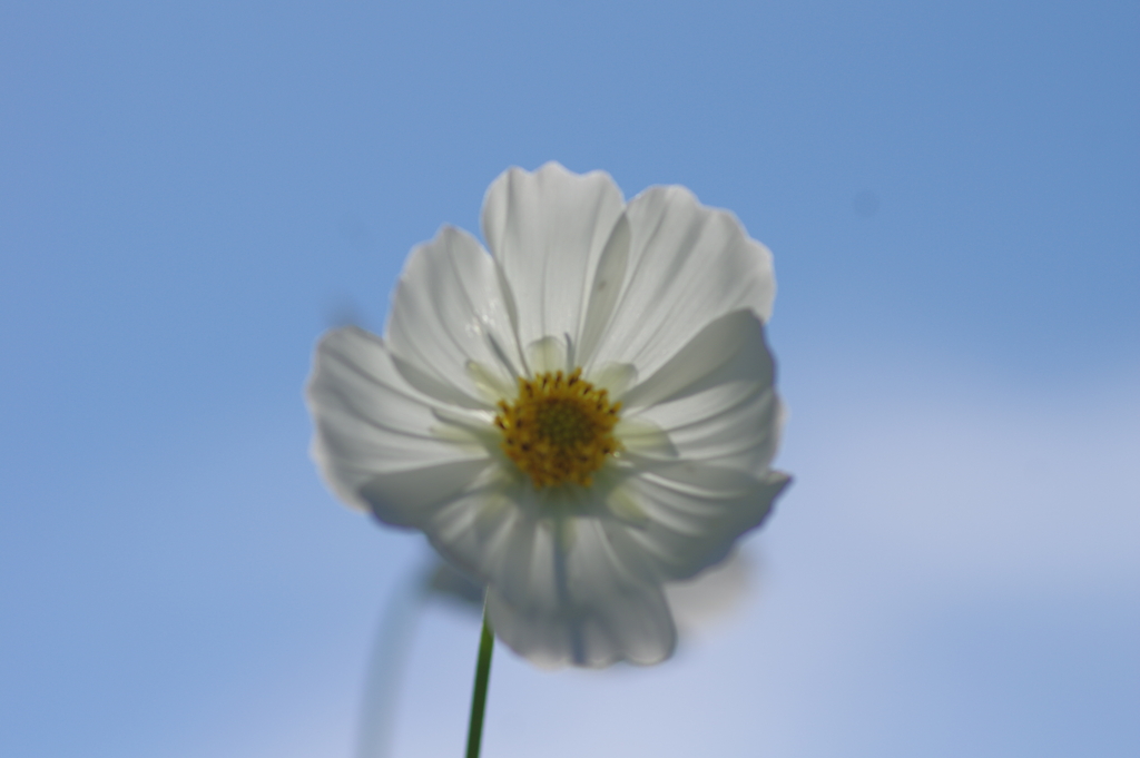 秋桜