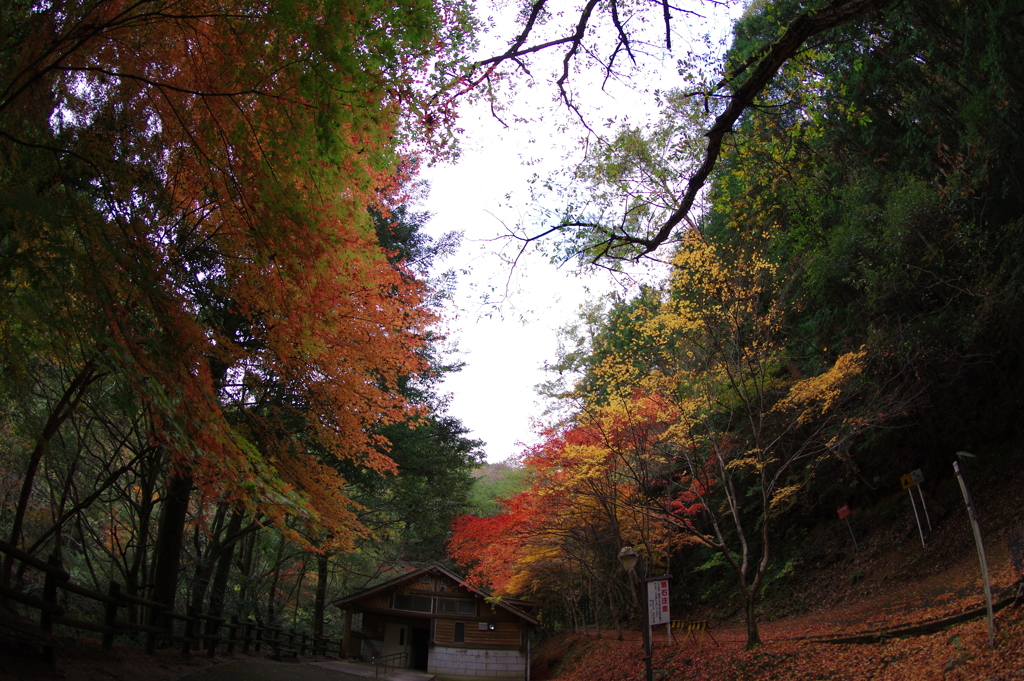 紅葉狩り２０２１