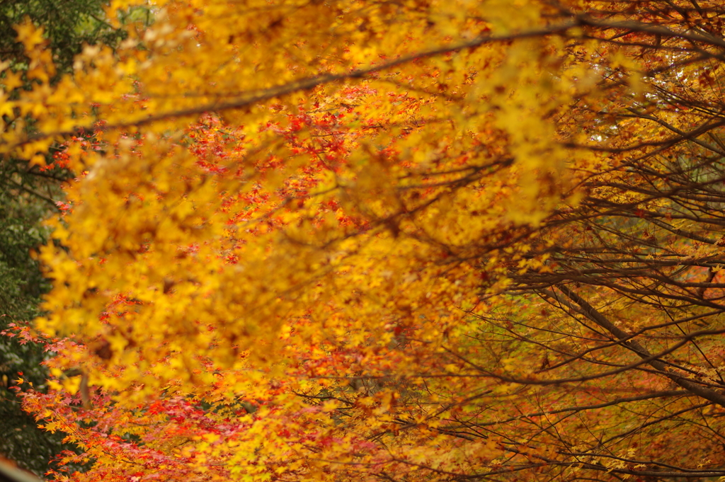 紅葉狩り２０２１