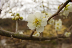 冠梅園