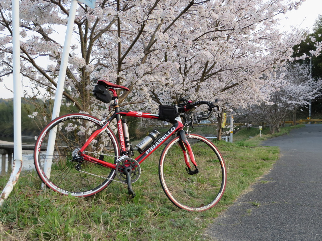 お花見ポタリング