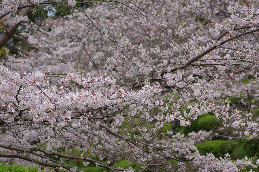 続花見は写真で