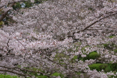 続花見は写真で