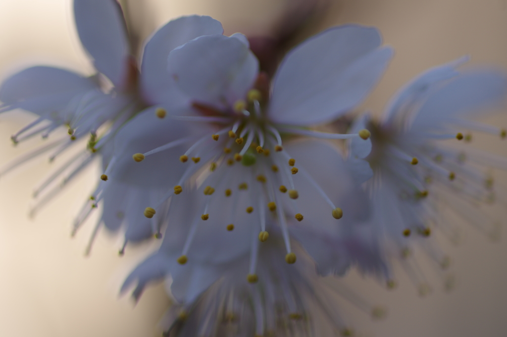 雄蕊と雌蕊と