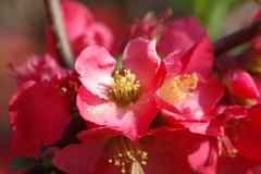 ひっそりと咲いていた木瓜の花