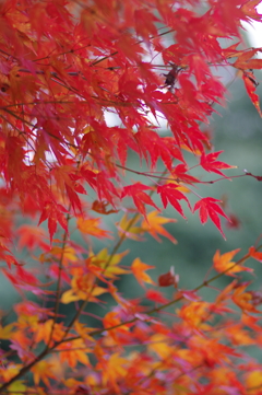 今年は家族で紅葉狩り