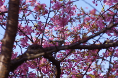 河津桜2021