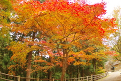 紅葉狩り２０２１