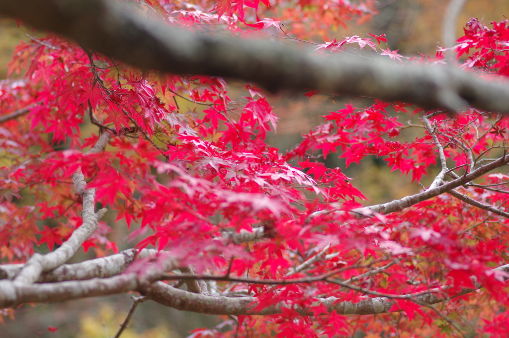 親子で紅葉狩り