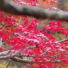 親子で紅葉狩り