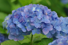 子供とあじさい園で