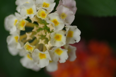 リトルフラワー　ホワイト