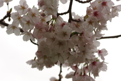 花見はカメラで