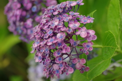 今更紫陽花