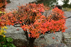夫婦で紅葉狩り