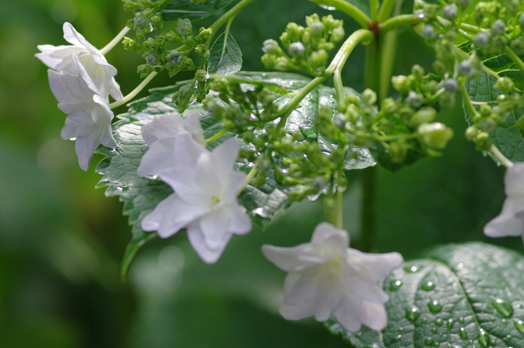 雨とともにシーズン到来