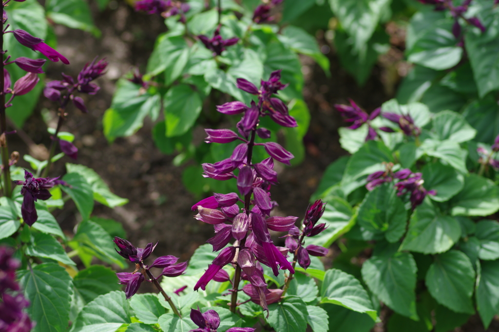 やまぐちフラワーランド