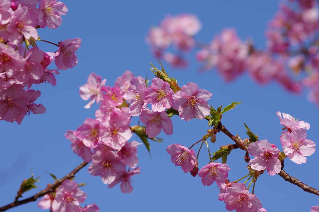 河津桜2021