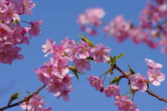 河津桜2021